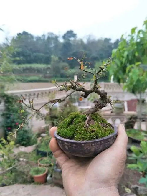 第三步：修剪根系