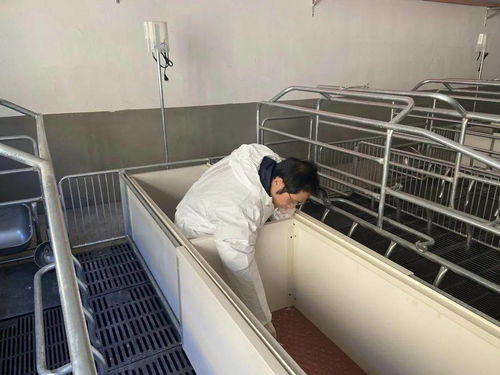 猪场生物安全，净区防污染