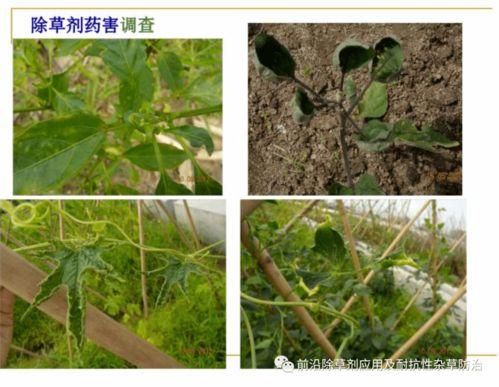 种植技巧：深埋、 少浇水、用木棒支撑