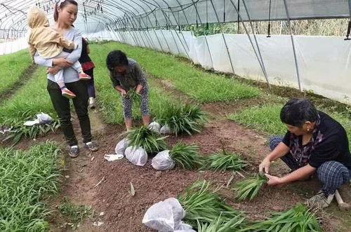 农村种植什么作物不愁销路？