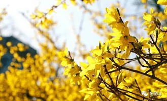 迎春花的秘密