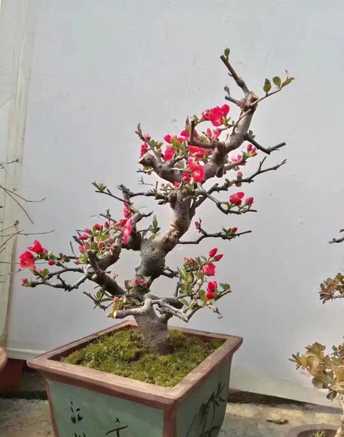 大叶海棠花养殖，如何让它开花不断