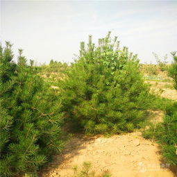 白皮松的品种与优势