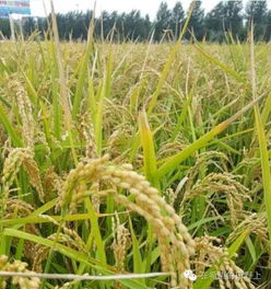 种水稻，那是个技术活儿