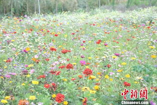 秋日绽放，菊花香满园