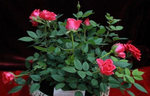 茉莉花的根、茎、叶、花