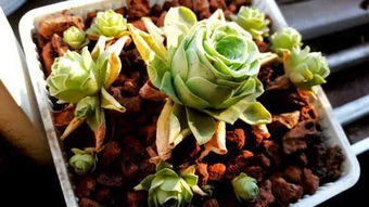 土壤酸碱度的重要性