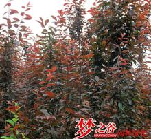 紫叶李果子的食用问题