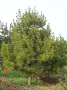 修剪松树，时间要选对