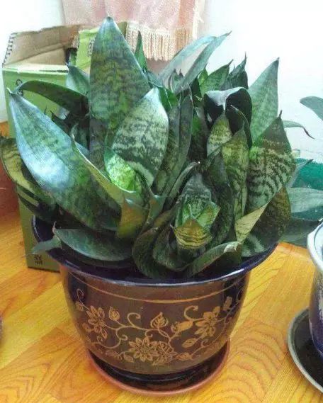 虎皮兰的养护秘诀