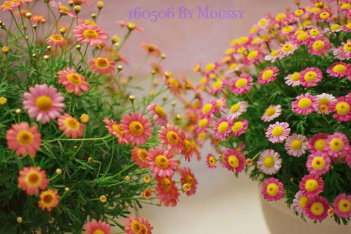 红锦花养护小贴士