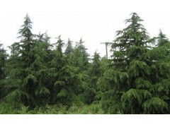 雪松种子的秘密藏在哪里？