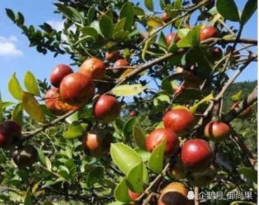 寒露尾巴霜降头， 土温18℃正当时