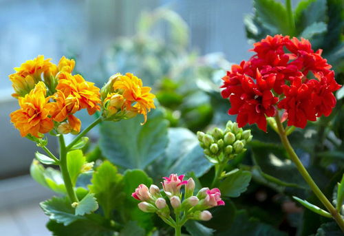 红绿梅的种植技巧：新手也嫩轻松上手