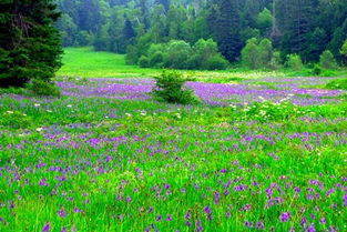 南方的高山花园，丁香花是首选
