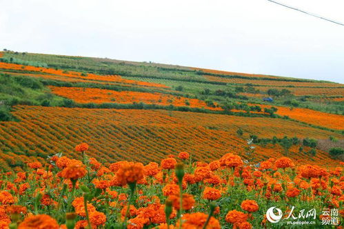 万寿菊、 凤仙花，夏日里的风景