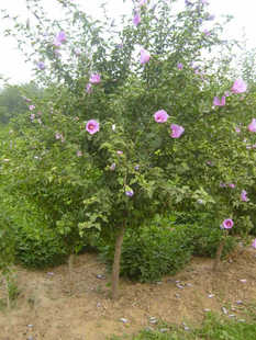 种植技巧：小心呵护