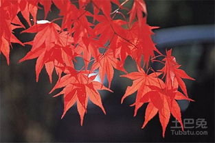 养殖方法：土壤条件