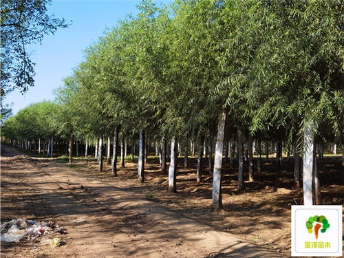 旱柳的种植技巧，你掌握了吗？