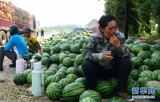 价格波动：今年收购价为啥从3块跌到1块8？