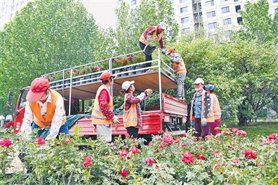 廊坊5.18经洽会花海盛宴，月季花绽放盛宴