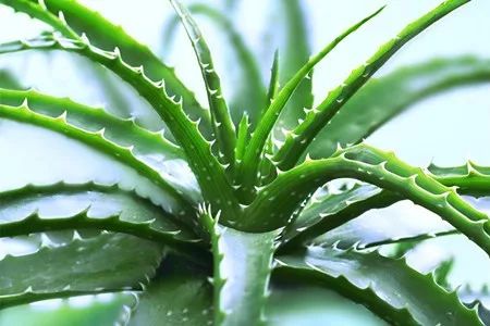 圣诞芦荟：节日气氛的缔造者