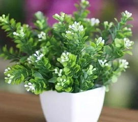 米兰开花时间施肥，如何选择合适的肥料
