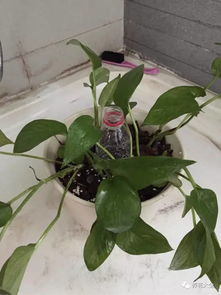 第二招：分株技巧大公开