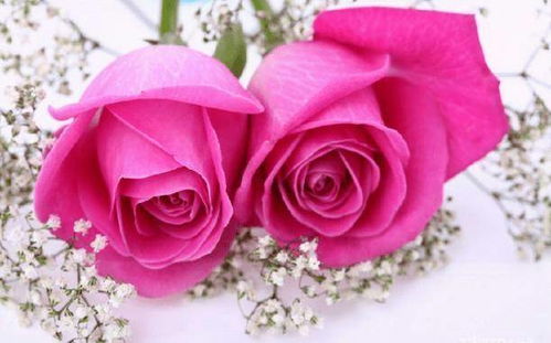 八角金盘：增加花束层次感