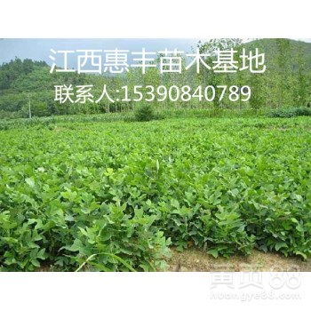 「茶油苗」价格一览：油茶小苗市场行情速览