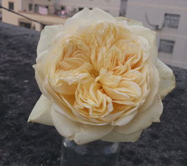 白桃覆盆子冰淇淋， 搭配华夫饼的绝配