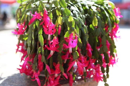 蟹爪兰肥料使用指南：让叶片梗肥厚