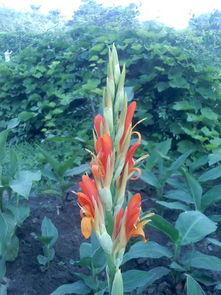 为什么叫美人蕉而不是其他名字呢？