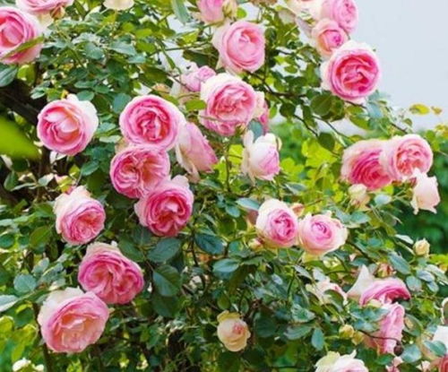 藤本月季：新手花友的挑战与机遇