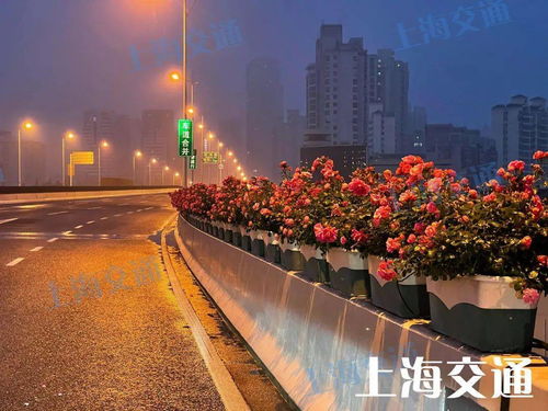 月季花开， 郑州工程迎来新绿意