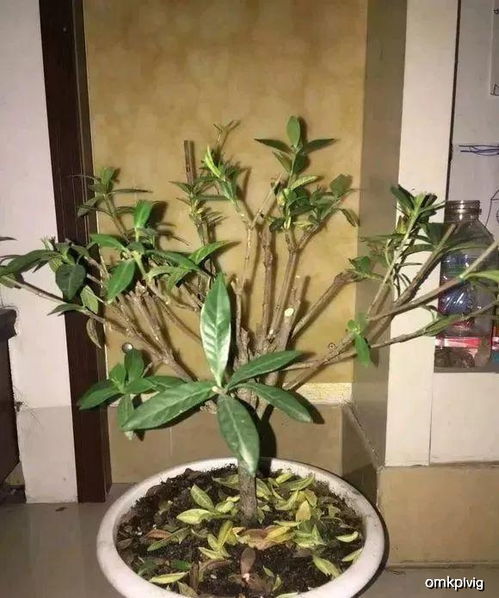 花期修剪要注意什么