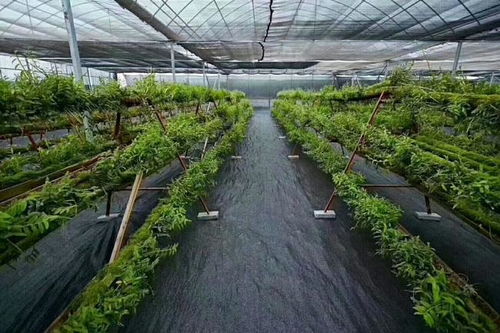 其他方法：防草布和稻草