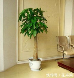 盆景摆放，如何让家居空间更添绿意