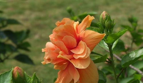“木芙蓉种植3年即开花，成爆款花卉新宠”