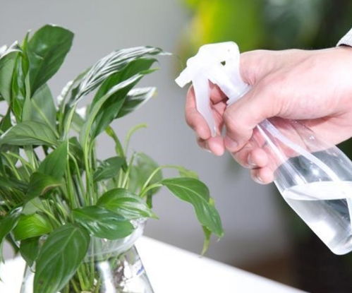 家里养花防虫子的奇招