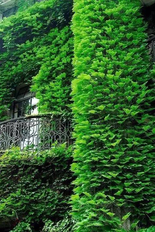 树底下种植的困境