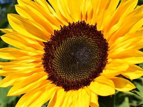 向日葵的花儿朵朵开