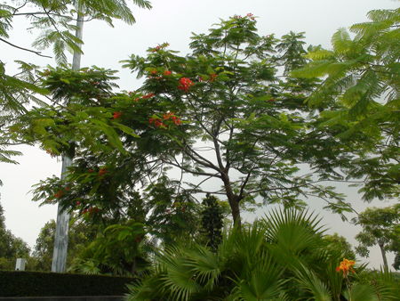 岭南地区的常见植物