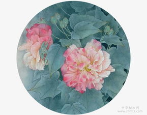 芙蓉花功效显著，究竟有哪些作用