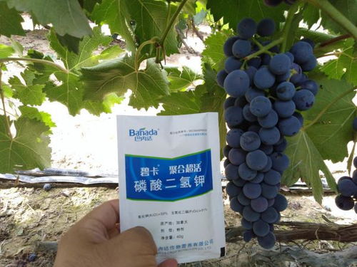 化肥农药的用量：多少斤？