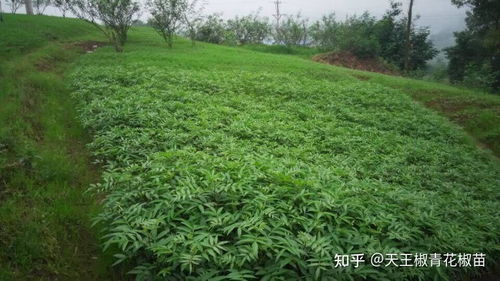 栽花时间大揭秘：上午还是下午？