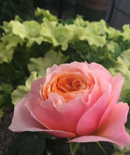 粉嫩如少女的心， 却有着霸气的名字