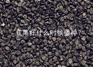 “菜籽在什么季节播种最佳？春季还是秋季