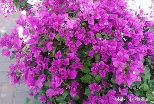 绿叶宫粉三角梅,一种勤于开花的多花灌木
