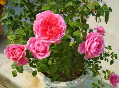 粉嫩之美，微月中的极品